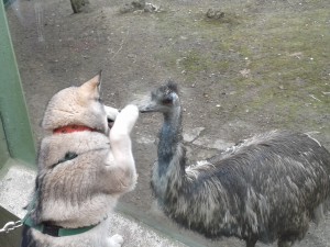 Hallo großer Nandu!