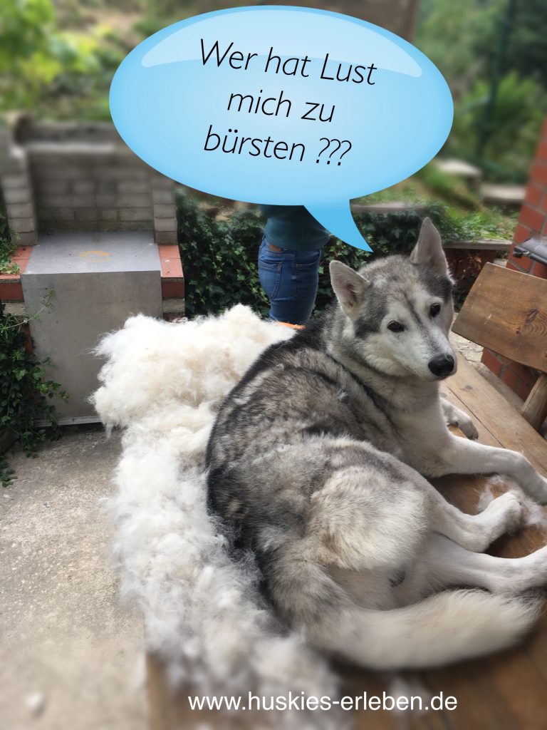 Huskies Bürsten