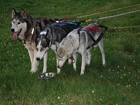 Huskies Erleben