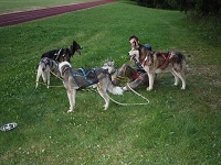 Huskies Erleben