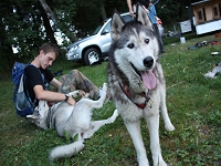 Huskies Erleben