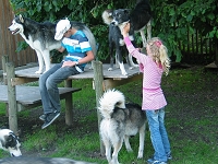 Huskies Erleben