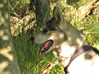 Huskies Erleben