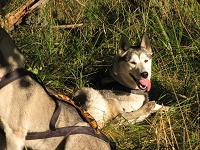 Huskies Erleben