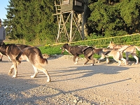 Huskies Erleben