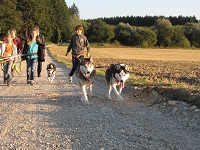 Huskies Erleben