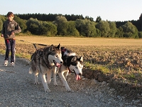 Huskies Erleben