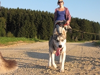 Huskies Erleben