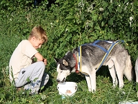 Huskies Erleben