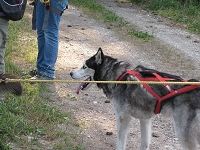 Huskies Erleben