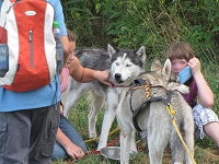 Huskies Erleben