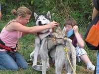 Huskies Erleben