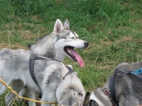 Huskies Erleben