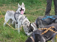 Huskies Erleben