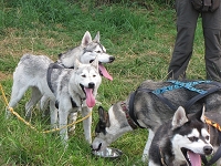 Huskies Erleben