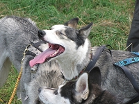 Huskies Erleben