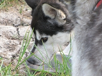 Huskies Erleben