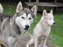 Huskies Erleben