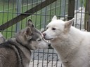 Huskies Erleben