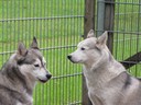 Huskies Erleben