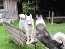 Huskies Erleben