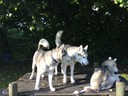 Huskies Erleben