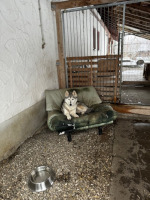 Huskies Erleben