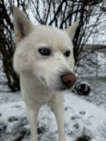 Huskies Erleben