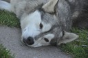 Huskies Erleben