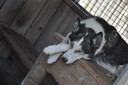 Huskies Erleben