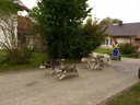 Huskies Erleben