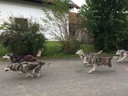 Huskies Erleben