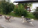 Huskies Erleben