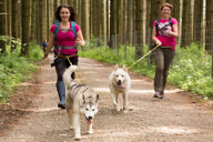 Husky laufen joggen